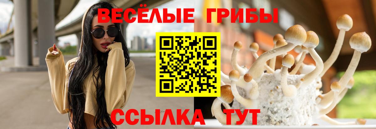 Галлюциногенные грибы Psilocybe Новошахтинск